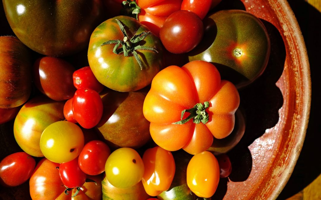 Tout savoir sur la tomate